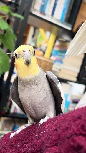 Aren't these two cockatiels playing so cool? 😂 #cockatiel #parrot #birds #cute