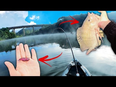 PESCARIA DE TILAPIA COM A ISCA FERRINHO NO INVERNO (ESSA ISCA FAZ MILAGRE!)