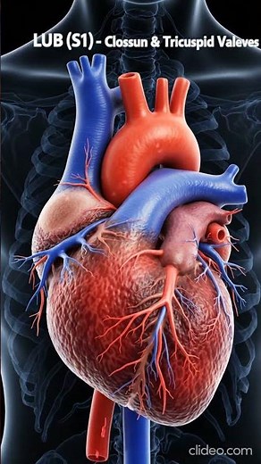 What causes the famous “Lub-Dub” sound of the heart? ❤️🫀