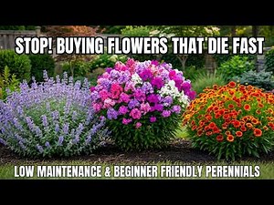 Top 15 Low-Maintenance Perennial Flowers ANYONE Can Grow! - Beginner-Friendly