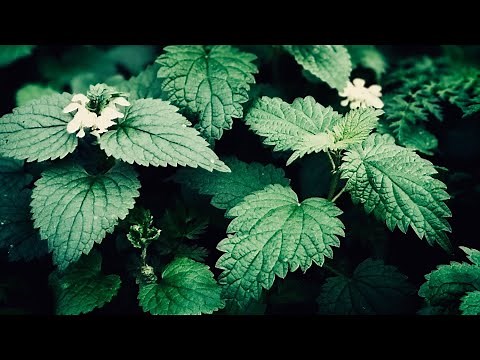 How do I deal with bites and stings?