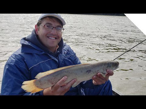 Catching channel catfish and a bonus fish