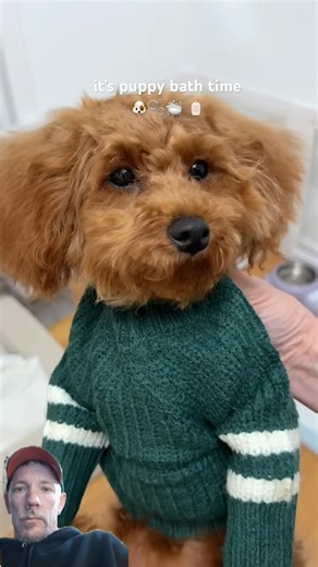 Poodle Dog Bath Time And Grooming #shorts #dog #pets