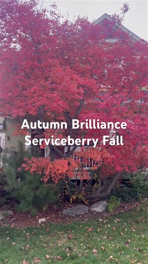 Autumn Brilliance Serviceberry