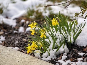 Will spring come early? NOAA releases weather predictions for Virginia