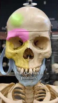 What is the difference between a biologically male and female skeleton? ￼