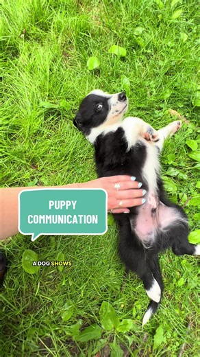 What is this puppy communicating? #dogbehavior #dogcommunication #dogbodylanguage #doglanguage #caninecommunication