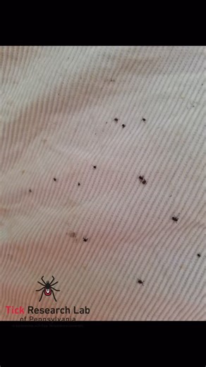 What does high tick activity look like? 👀 Here’s a peek at what our researchers are finding in the field — and why tick checks matter now more than ever!! 🕷️ ✅ Found a tick!? Submit your tick for testing at ticklab.org/test-my-tick | PA Tick Research Lab