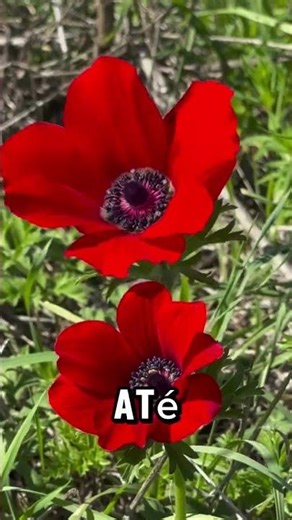 Lily of the Field of Israel 🌺 #shorts #hebrew #israel #israelculture