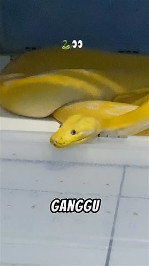 Tenk slytherin on Instagram: "2026 ko tepat 1 tahun gue jadi bapak gekko #fyp #fypシ #exoticpets #cutesnake #snake"