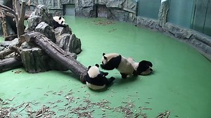 5.5M views · 10K reactions | iPanda’s security camera just caught a hit-and-run driver! What legal sanction is she subject to? A panda a day, keeps the sorrow away. | iPanda | Facebook