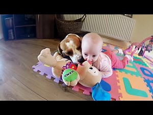 Beagle and Baby's Adorable Playtime Routine!