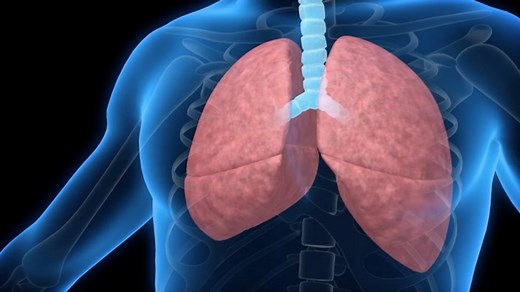 Cardio-respiratory system - Cardio-respiratory system - WJEC - GCSE Physical Education Revision - WJEC - BBC Bitesize