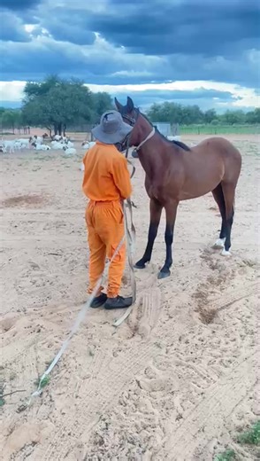 Discovering the Arabian Horse: A Comparative Insight