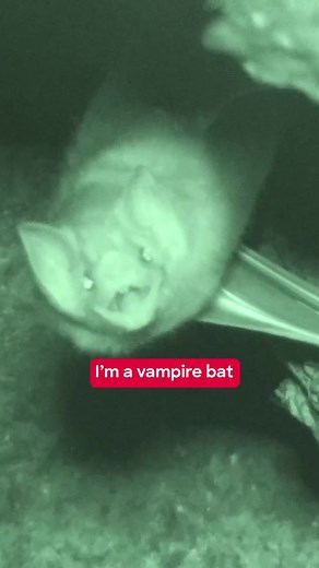 Unveiling the Terrifying World of Vampire Bats