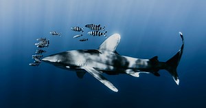 Comment les requins dorment-ils ?