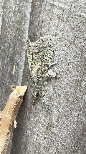 Spider Moth? Hadn’t seen this before #spider #moth #creatures #alien #coolstuff