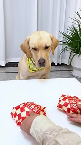 83K views · 1.2K reactions | Playing games with dogs, why did I get so anxious in the end..... #fundog #doglover #smartdog | Golden Retriever Smart | Facebook