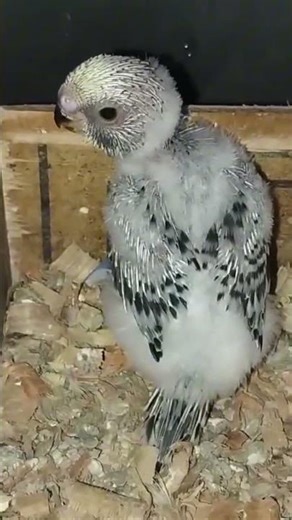 parakeet chick update:17 days old!🐥#parakeet #babyparakeet #birdshorts #petbirds #short