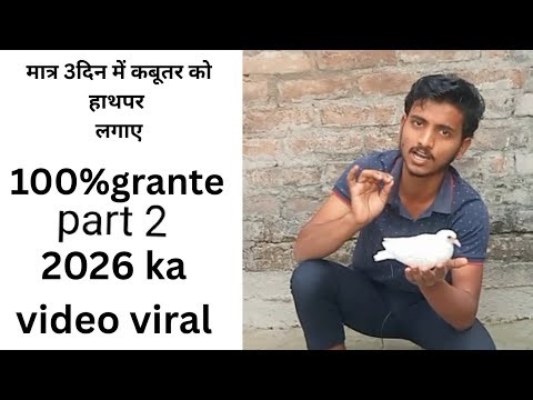 How to hand team training pigeon video part 2 #baby pigeon hand team training video #youtubevideo