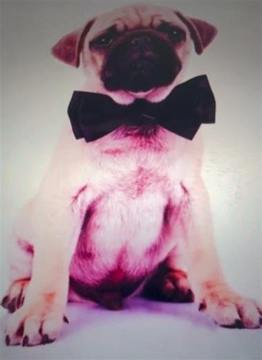 Pug Breed Dog Birthday Card Herbys Gifts and Cards