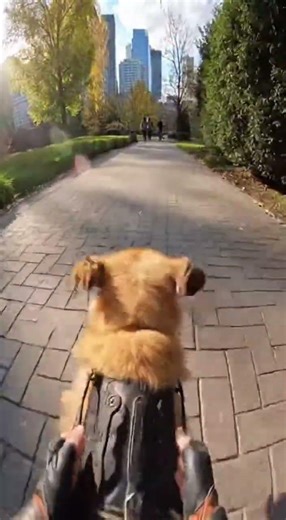 I Shrunk and Rode My Dog Through the Park!
