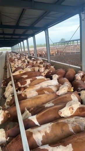 From Steel Frame To Modern Cattle Farm | Amazing Construction Process