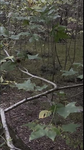 They Never Knew I Was There | Perfect Saddle Setup for Whitetail Hunting