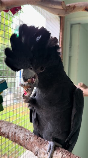 Nom nom nom 😋 #happybird #blackcockatoo #cockatoo #almonds #cockatoosoftik