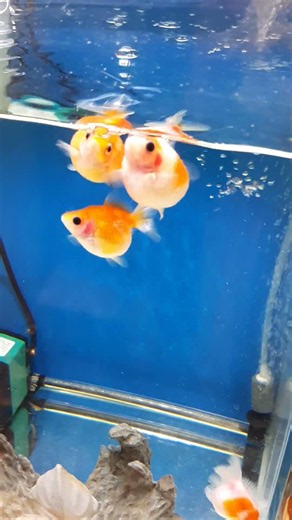 圓滾滾的金魚自在悠游，療癒又可愛！一起欣賞水族箱裡的悠閒時光。喜歡金魚與水族生活，記得按讚、留言、訂閱！#金魚 #水族箱 #療癒影片 #Goldfish #Aquarium #Shorts