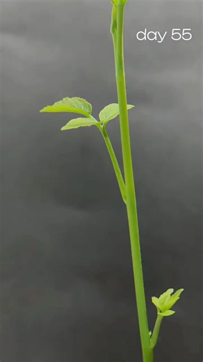 How to grow walnut seed | Lee Yumi