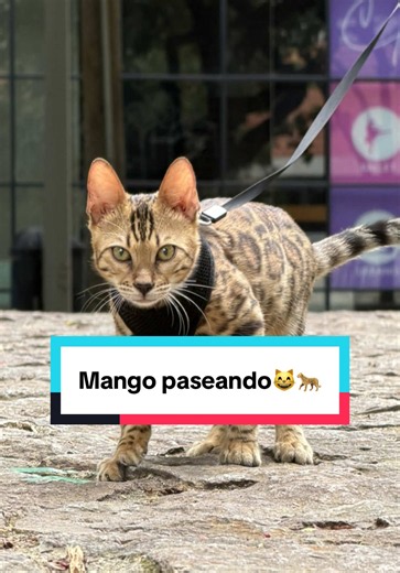 El secreto está en tener un Bengalí😸❤️‍🔥 #bengali #bengal #cat #gato #kitty