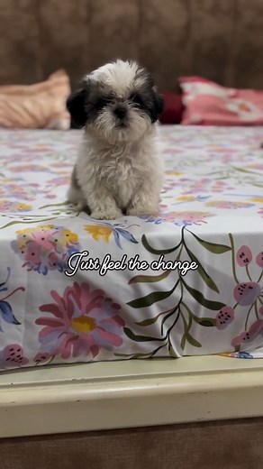 I wonder if you swallowed a microphone 😂 | My shih tzu