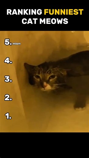 SupaRank on Instagram: "funny cat meows part 4"