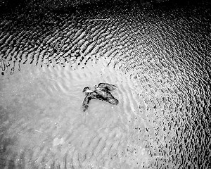 Dead Bird In Pool - What It Means To You And What To Do