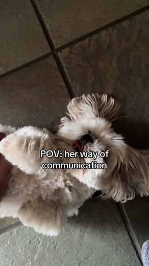 Human scratch my tummy 🐾 #dog #shihtzu #puppy #dogsoftiktok #doglover