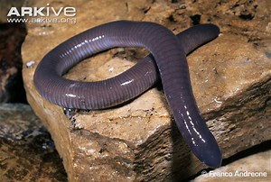 Mexican burrowing caecilian - Alchetron, the free social encyclopedia