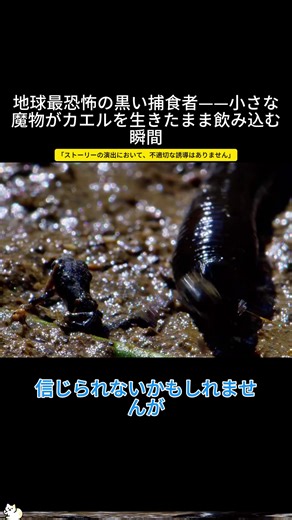 地球最恐怖の黒い捕食者の驚異の生態