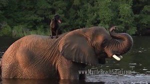 Awesome friendship. by SAFE4WORK / imgur | Just For Fun