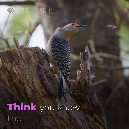 Get an intimate look at what makes woodpeckers so special. "Woodpeckers: The Hole Story" is now streaming. Narrated by Paul Giamatti. | Nature | PBS
