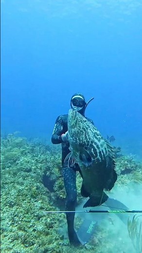 Spearfishing Giant Black Grouper #spearfishing