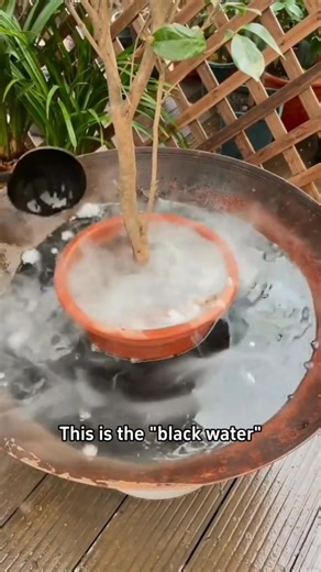 Black water solution | Ramos Mark