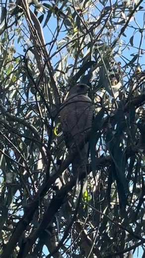 Hawk in a tree Golden Gate Park, San Francisco #hawk #sanfrancisco