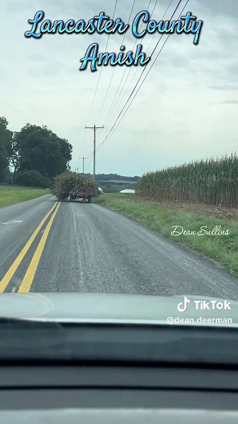 Watch as Amish harvest the corn with a horse pulled cutter hand load into trailers and then take it to the farm to put away in Lancaster County Pennsylvania- Amish country #amish #foryoupage #Lancaster #horses #fyp