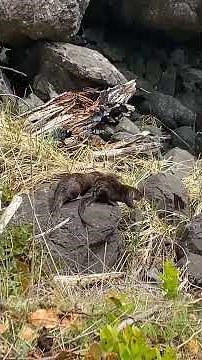 Otters mating 1