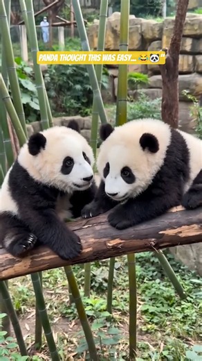 Panda vs See-Saw 😂 Who Wins? | Try Not To Laugh #shorts