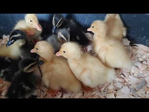 Buying Cute Ducklings At Tractor Supply Plus New Addition To Our Farm Raised Animals