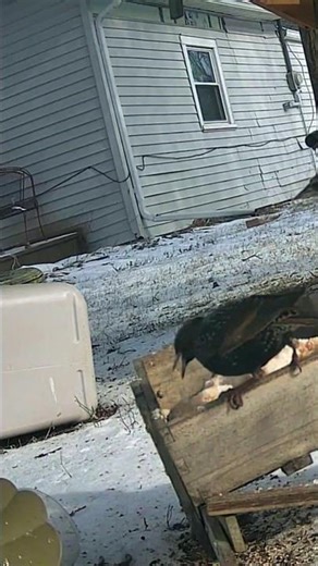 Starling At The Table Feeder #birds #nature #starling