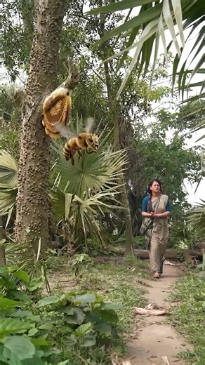 মৌমাছি ও ভিমরুলের মধুর লড়াই