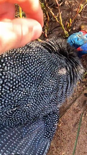 Hollow Point 22LR Scope-Cam Guineafowl Hunting! #hunting #outdoors